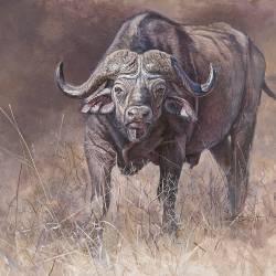 A painting of a Cape Buffalo by Kim Diment