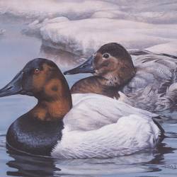 A Red Headed Ducks painting by Kim Diment