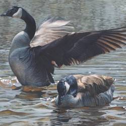 A painting of two geese by Kim Diment