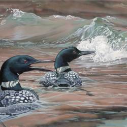 Painting of Loons by Kim Diment