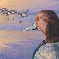 A painting of Red Headed Ducks by Kim Diment