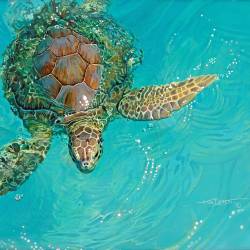A painting of a tortoise in water by Kim Diment
