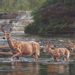 A painting of a deer and fawns crossing a river by Kim Diment