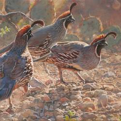 Painting of Gambel's Quail by Kim Diment
