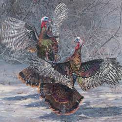 Painting of two turkeys by Kim Diment