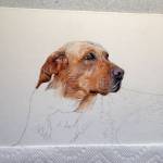 Third progress photo of the Yellow Lab painting