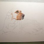Starting to put in the color Second progress photo of the Yellow Lab painting