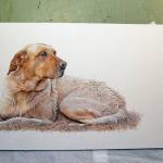Sixth photo of the progress of the Yellow Lab painting