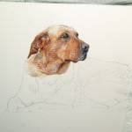 Fourth progress photo of the Yellow Lab painting